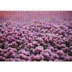 Cakatablo Mor Renkli Tomurcuk Çiçekler 1000 Parça Puzzle Yapboz MDF Ahşap, P17398-1000