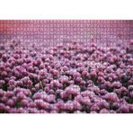 Cakatablo Mor Renkli Tomurcuk Çiçekler 1000 Parça Puzzle Yapboz MDF Ahşap, P17858-1000