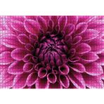 Cakatablo Pembe Dahlia Çiçeği Yakın Plan 1000 Parça Puzzle Yapboz MDF Ahşap