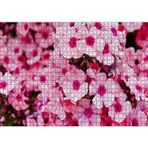 Cakatablo Pembe Plumeria Çiçekleri 1000 Parça Puzzle Yapboz MDF Ahşap