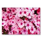 Cakatablo Pembe Plumeria Çiçekleri Mdf Ahşap Tablo
