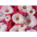 Cakatablo Pembeli Beyazlı Kapriz Çiçeği Görseli 1000 Parça Puzzle Yapboz MDF Ahşap