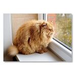 Cakatablo Pencerede Şişman Kedi Mdf Ahşap Tablo