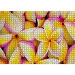 Cakatablo Sarı Plumeria Çiçekleri 1000 Parça Puzzle Yapboz MDF Ahşap