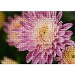 Cakatablo Sarı ve Pembe Çiçek Yakın Çekim Flu Arka Plan 1000 Parça Puzzle Yapboz MDF Ahşap, P17418-1000