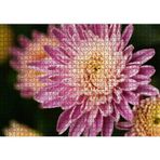 Cakatablo Sarı ve Pembe Çiçek Yakın Çekim Flu Arka Plan 1000 Parça Puzzle Yapboz MDF Ahşap, P17908-1000