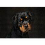 Cakatablo Sevimli Rottweiller Yavrusu Karanlık Arka Plan 1000 Parça Puzzle Yapboz MDF Ahşap