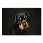 Cakatablo Sevimli Rottweiller Yavrusu Karanlık Arka Plan Mdf Ahşap Tablo