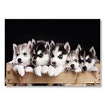 Cakatablo Tahta Kasa İçinde Beş Husky Yavrusu Mdf Ahşap Tablo