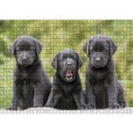 Cakatablo Üç Sevimli Siyah Yavru Köpek 1000 Parça Puzzle