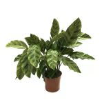 Calathea Albertii (Dua Çiçeği)