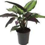 Calathea Beauty Star Dua Çiçeği