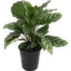 Calathea Concinna 'Freddie' (Dua Çiçeği)