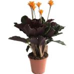 Calathea Crocata (Dua Çiçeği)
