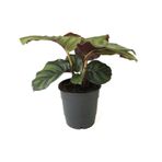 Calathea Fasciata Dua Çiçeği