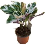 Calathea 'fusion White' (Dua Çiçeği)