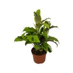 Calathea 'fusion Yellow' (Dua Çiçeği)