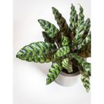 Calathea Lancifolia (Dua Çiçeği) Özel Tür Dua Çiçeği Ev Işyeri Salon Bitkisi
