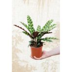 Calathea Lancifolia 'Rattlesnake' - Dua Çiçeği Kaladya - Ev Ofis Salon Iç Mekan Bitkisi - 40 Cm