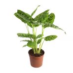 Calathea Leopardina (Dua Çiçeği)