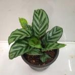 Calathea Louisae Dua Çiçeği 12cm Ø - Yeşil Bitki