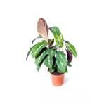 Calathea Louisae Dua Çiçeği Ofis Salon Iç Mekan Bitkisi 10-20 Cm