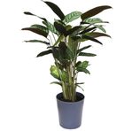 Calathea Majestica 'Exotica' (Dua Çiçeği)