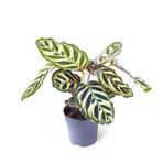 Calathea Makoyana | Dua Çiçeği