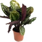 Calathea Medallion | Dua Çiçeği