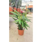 Calathea Mix 60-70 cm Ev Ofis Salon Bitkisi