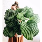 Calathea Orbifolia (Dua Çiçeği) 20-30 cm