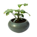 Calathea Orbifolia | Dua Çiçeği