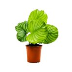 Calathea Orbifolia Kalatya