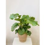 Calathea orbifolia