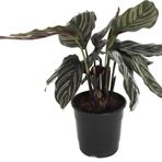 Calathea Ornata 'sanderiana' (Dua Çiçeği)
