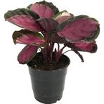 Calathea Picturata 'Crimson' (Dua Çiçeği)