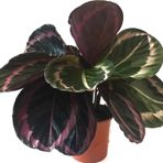 Calathea Roseopicta 'Dottie' (Dua Çiçeği)