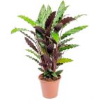 Calathea Rufibarba Wavestar - Dua Çiçeği Kaladya Xl - Ev Ofis Salon Iç Mekan Bitkisi - Büyük Boy