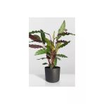 Calathea Rufibarba Wavestar - Kalatya Dua Çiçeği 10-20 Cm