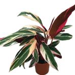 Calathea Triostar (Dua Çiçeği)
