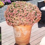 Calita Katmerli Double Apricot Milyonlar Çanı Calibrochoa Çiçeği Fidesi (1 adet)