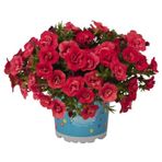 Calita Katmerli Double Cherry Milyonlar Çanı Calibrochoa Çiçeği Fidesi (1 adet)