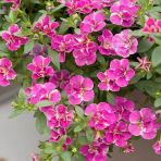 Calita Katmerli Double Pink Splash Petunya Çiçeği Fidesi (1 Adet)