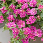 Calita Katmerli Double Pink Splash Petunya Çiçeği Fidesi (1 Fide)