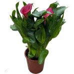 Calla Lilly 'pink' (Gala Çiçeği)