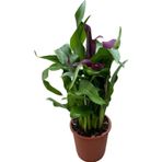 Calla Lilly 'purple' (Gala Çiçeği)