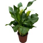 Calla Lilly 'white' (Gala Çiçeği)