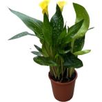 Calla Lilly 'yellow' (Gala Çiçeği)