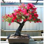 Callistemon Bonzai Ağacı Tohumu 30 Tohum + Süpriz Bonsai Tohumu