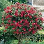 Callistemon Leavis-Bodur Fırça Çalısı Fidanı 50-100 Cm